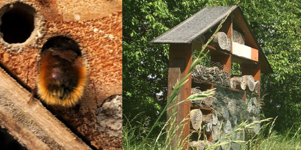 Eine Mauerbiene richtet ihr Kinderzimmer im Otterstadter Bienenhotel ein
